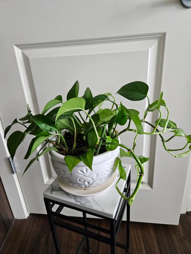 Potted Golden Pothos Plant thumbnail