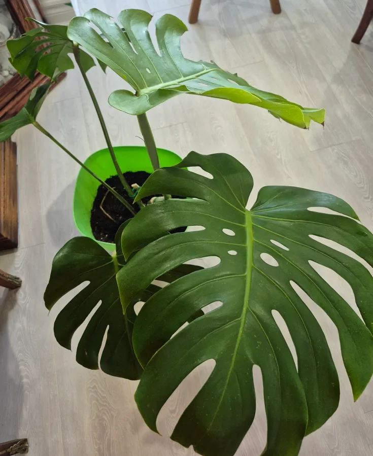 🔥🍀Hot deals 🍀🔥Monstera Plant with Green Pot image indicator(2)