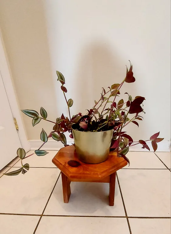 Tradescantia Zebrina Flower with Metallic Green Planter image indicator(2)