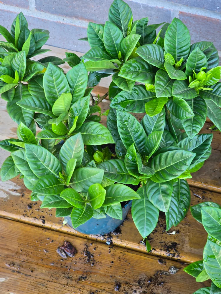 Gardenia Plant 6"pot image indicator(9)