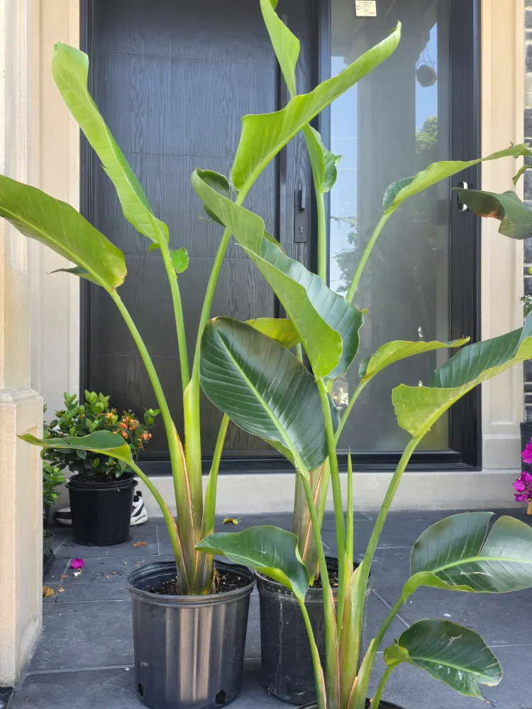Bird of Paradise Plant thumbnail