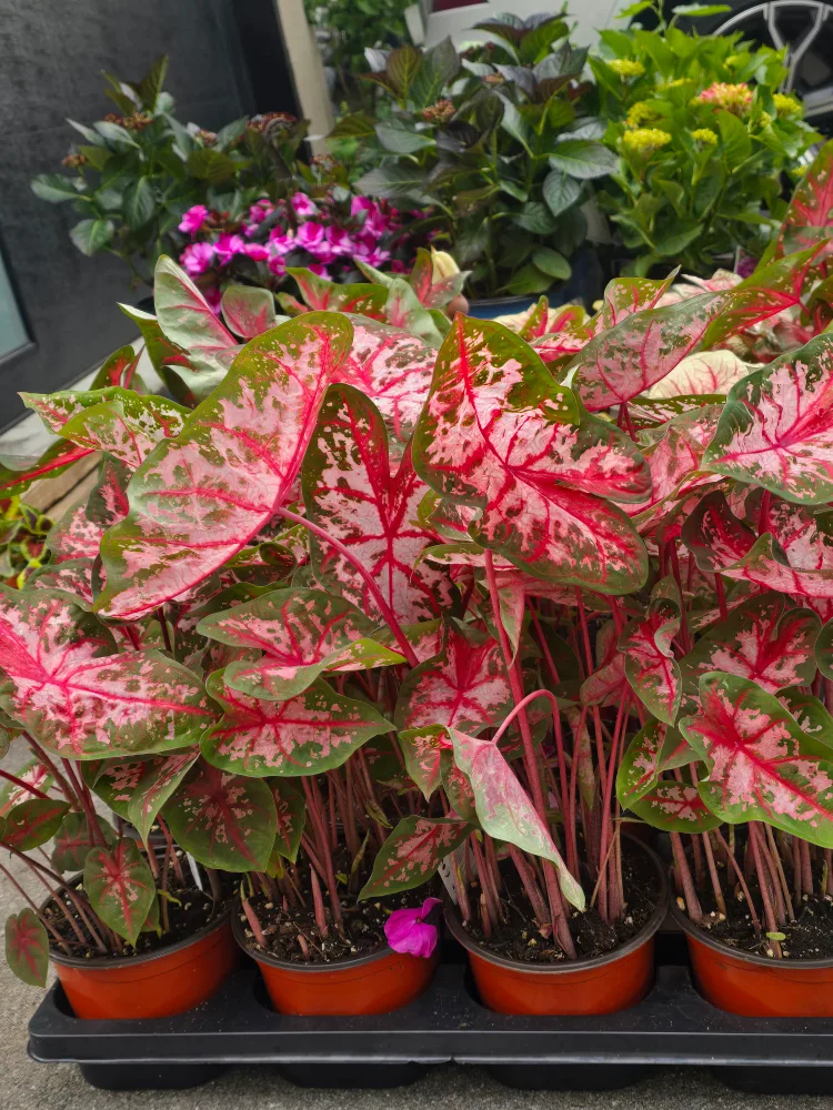 Caladium Plants 6"pot. multiple plant image indicator(2)