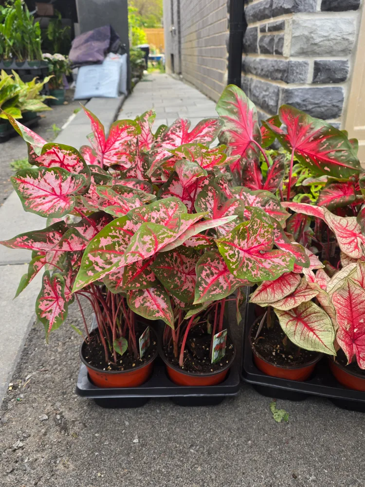 Caladium Plants 6"pot. multiple plant image indicator(5)