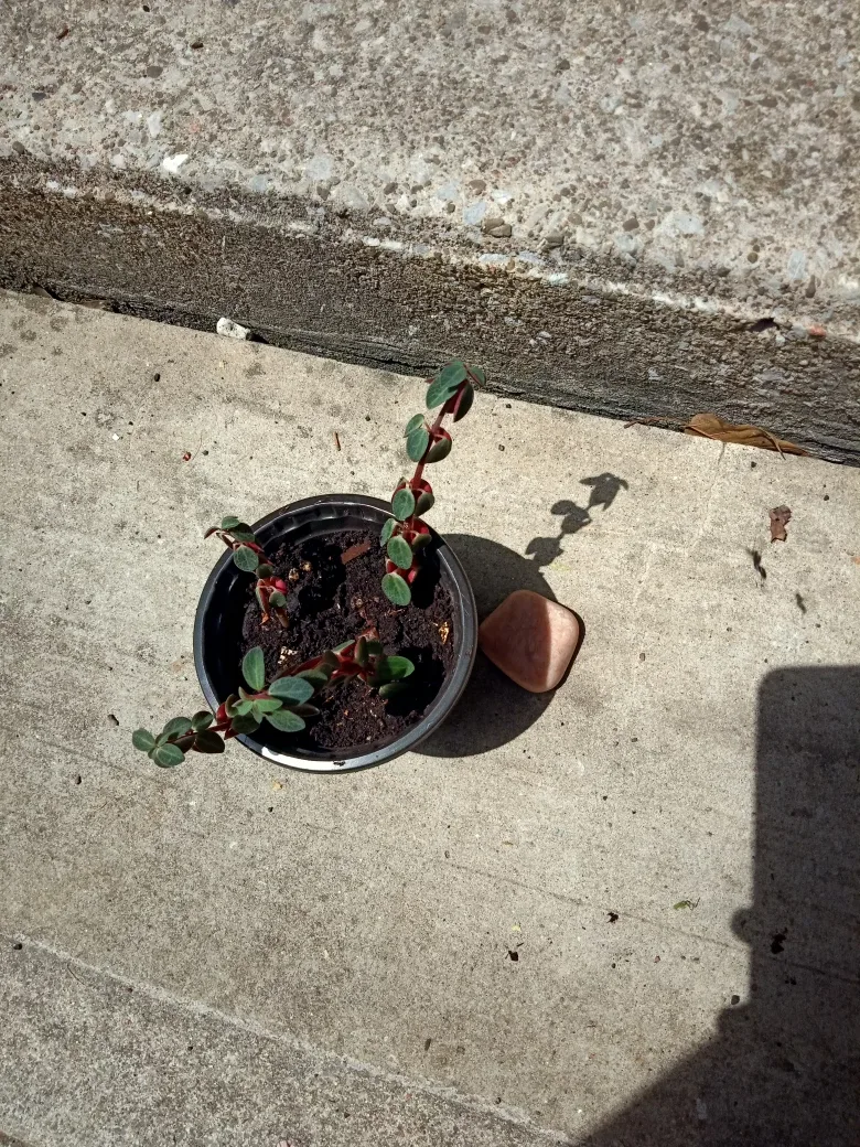 Beautiful houseplant - red and green leaves image indicator(3)