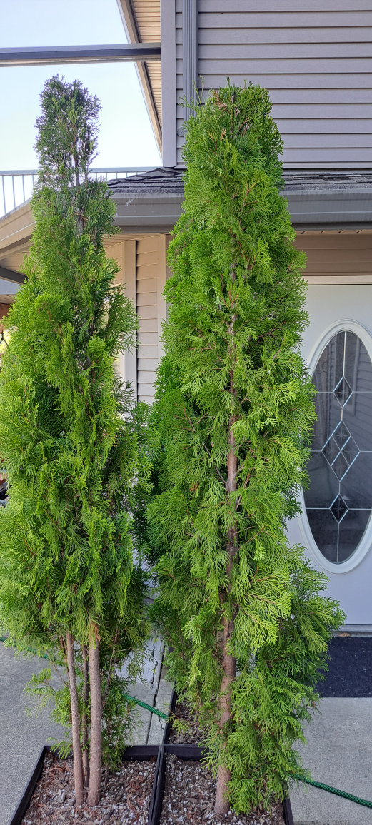 Evergreen Trees - Perfect for Your Garden - photo 3