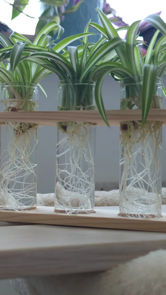 Spider Plant Propagation Station image indicator(3)