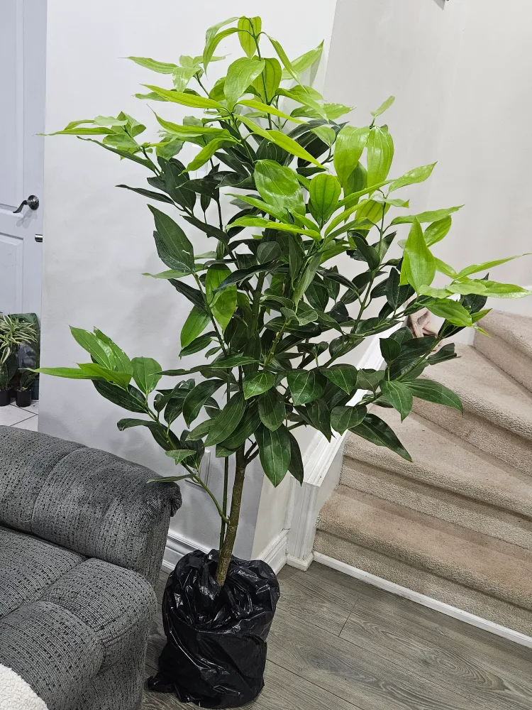 ceylon cinnamon tree standard image indicator(5)