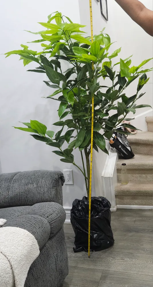 ceylon cinnamon tree standard image indicator(6)