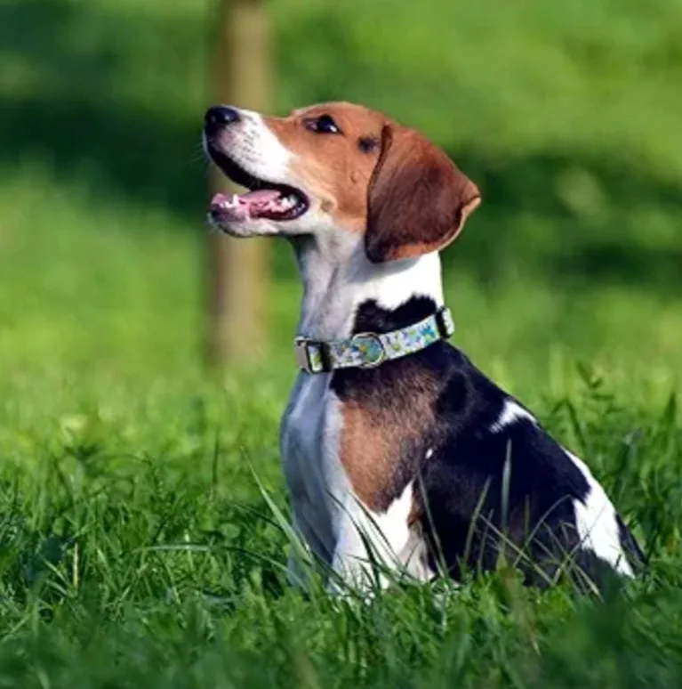 Floral Dog Collar, Size M image indicator(4)