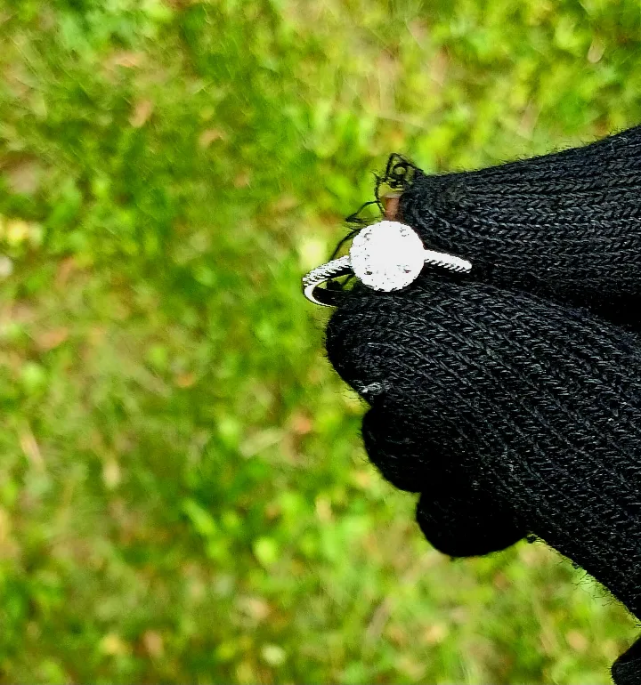 GRA VVS1 silver Ring image indicator(4)