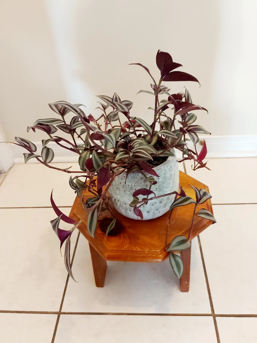 Tradescantia Zebrina Flower in Blue Heavy Planter image indicator(3)