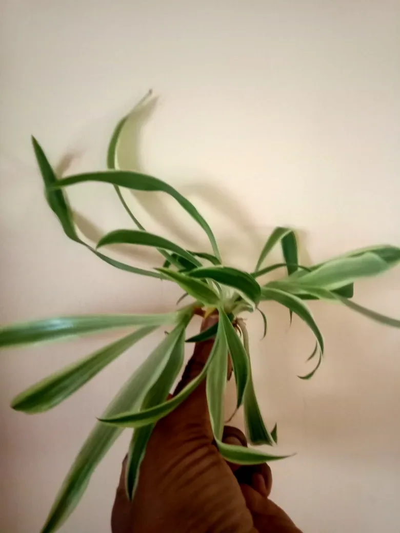 Spider Plant babies rooted image indicator(2)