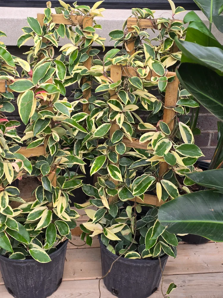 krimson queen 10"pot  totem image indicator(2)