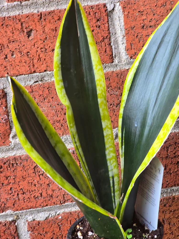 Sansevieria Snake Plant image indicator(3)