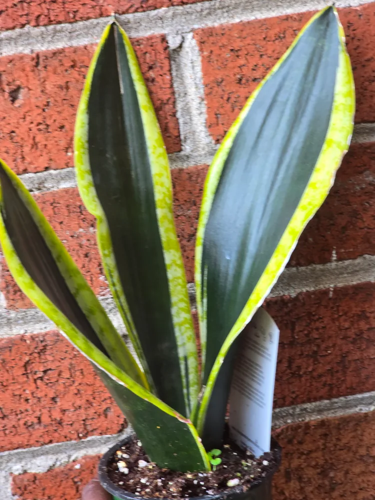 Sansevieria Snake Plant image indicator(5)