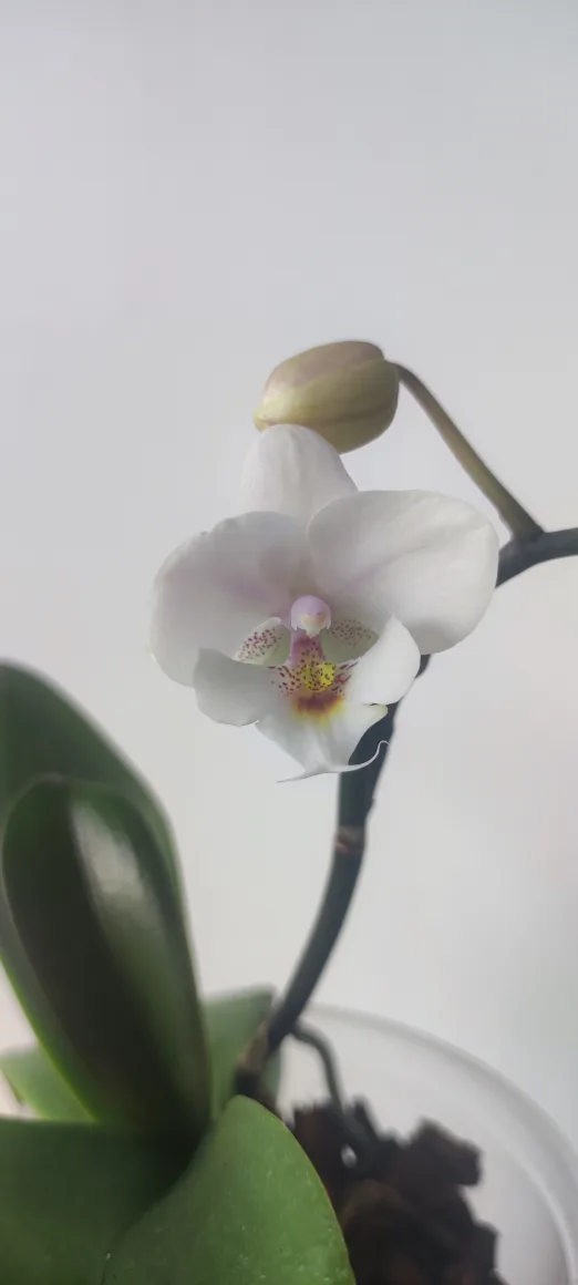 Orchid Plant image indicator(2)