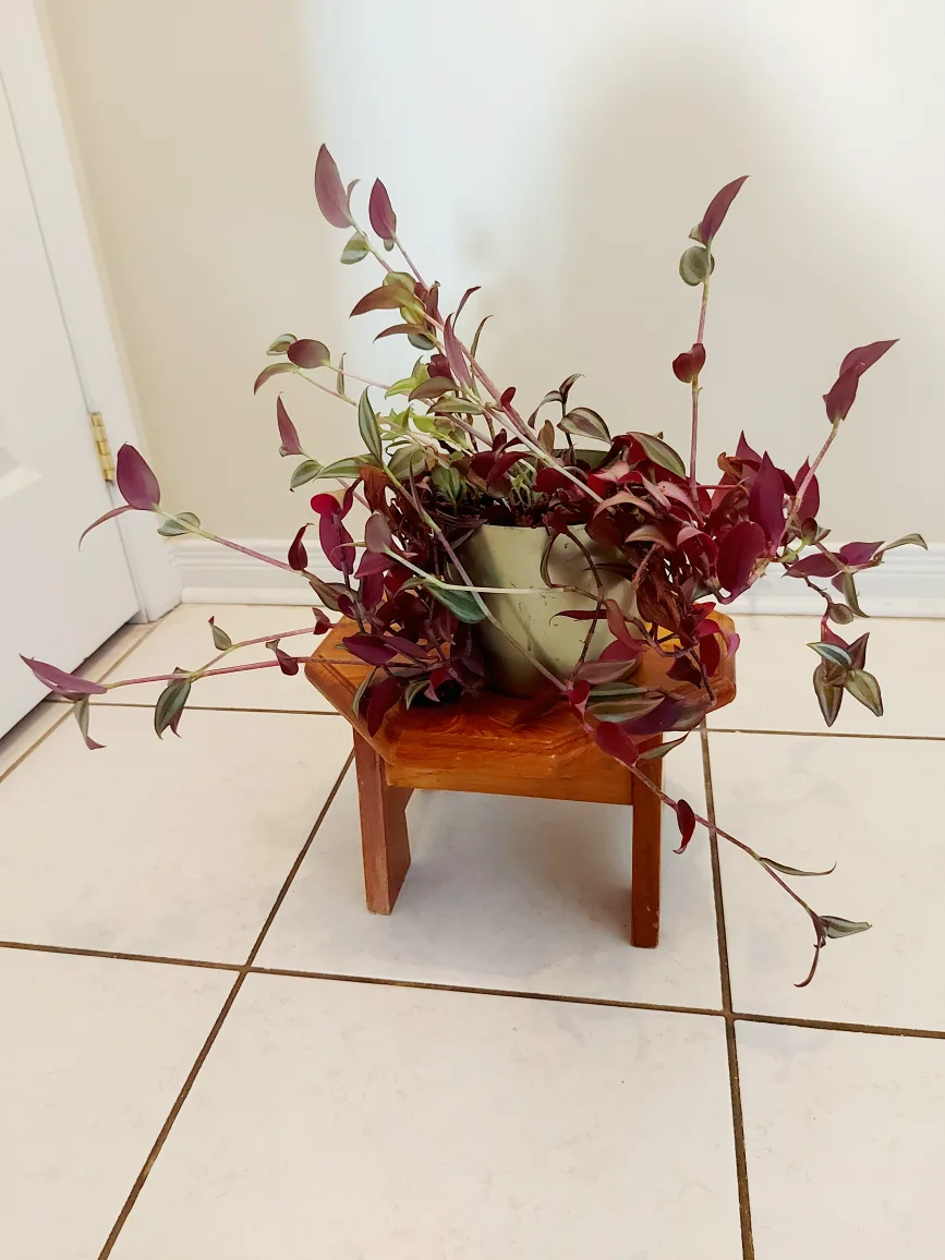 Tradescantia Zebrina Flower with Metallic Green Planter image indicator(9)