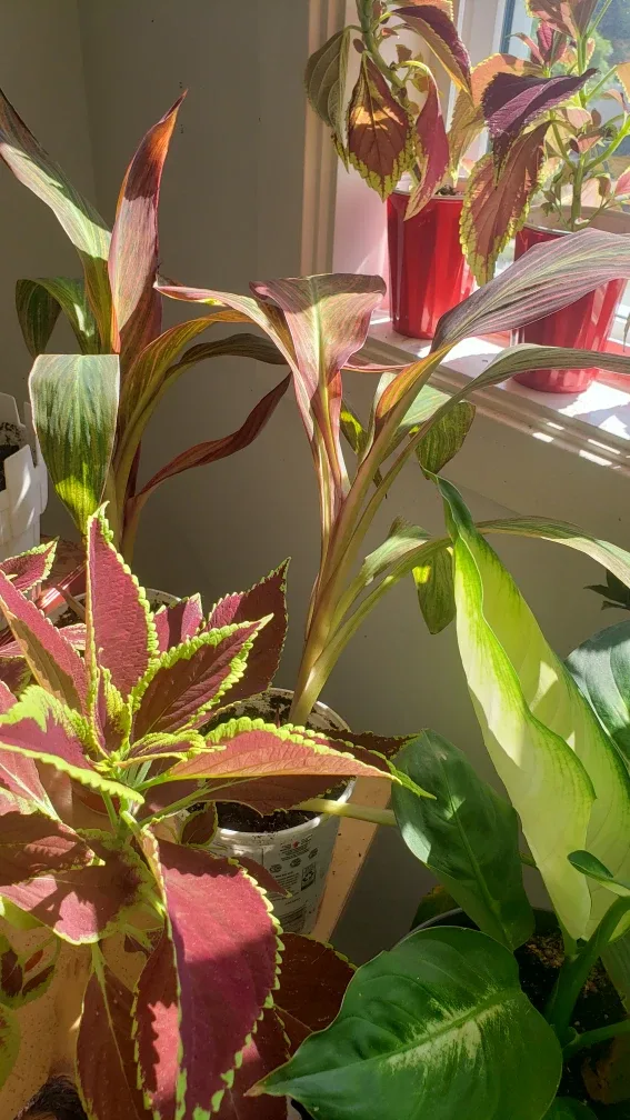 Live House Plants image indicator(4)
