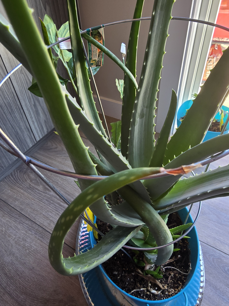 Alovera Plant - photo 3