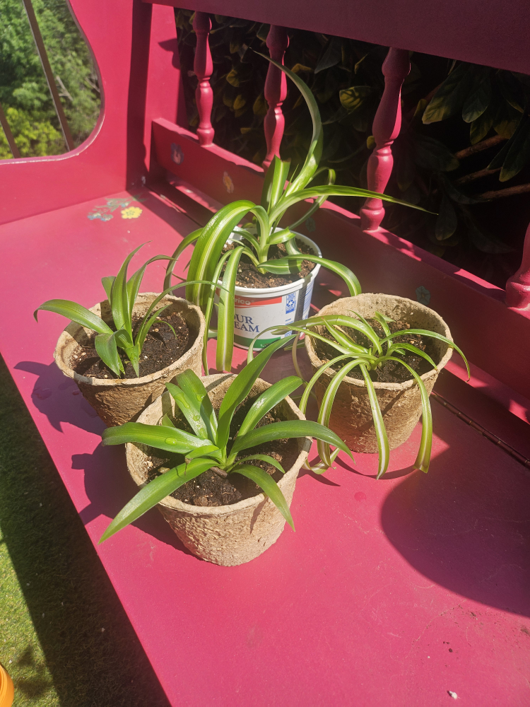 $2 PLANT BABIES - Spider Plant Babies