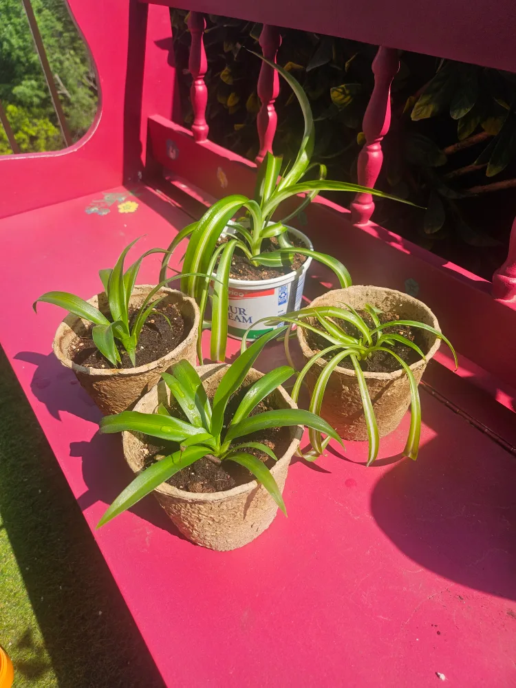 $2 PLANT BABIES - Spider Plant Babies thumbnail