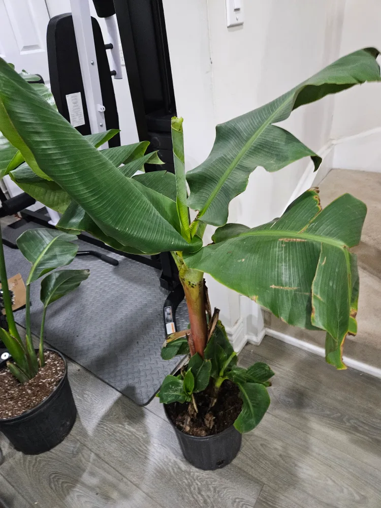 Banana Plant image indicator(2)