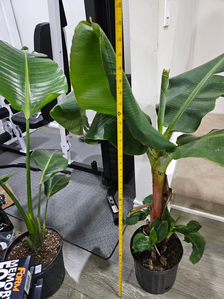 Banana Plant image indicator(3)