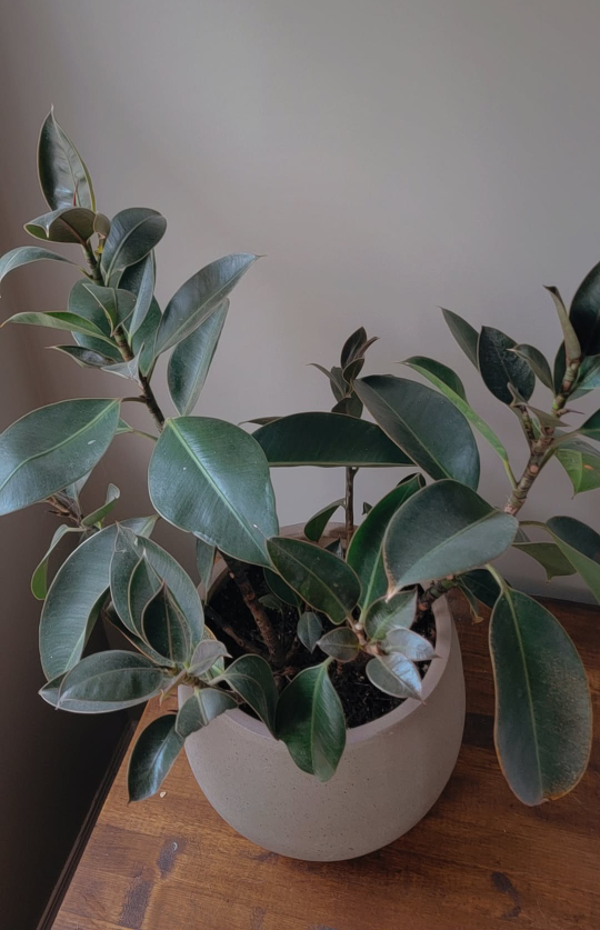 Decora rubber tree - photo 2