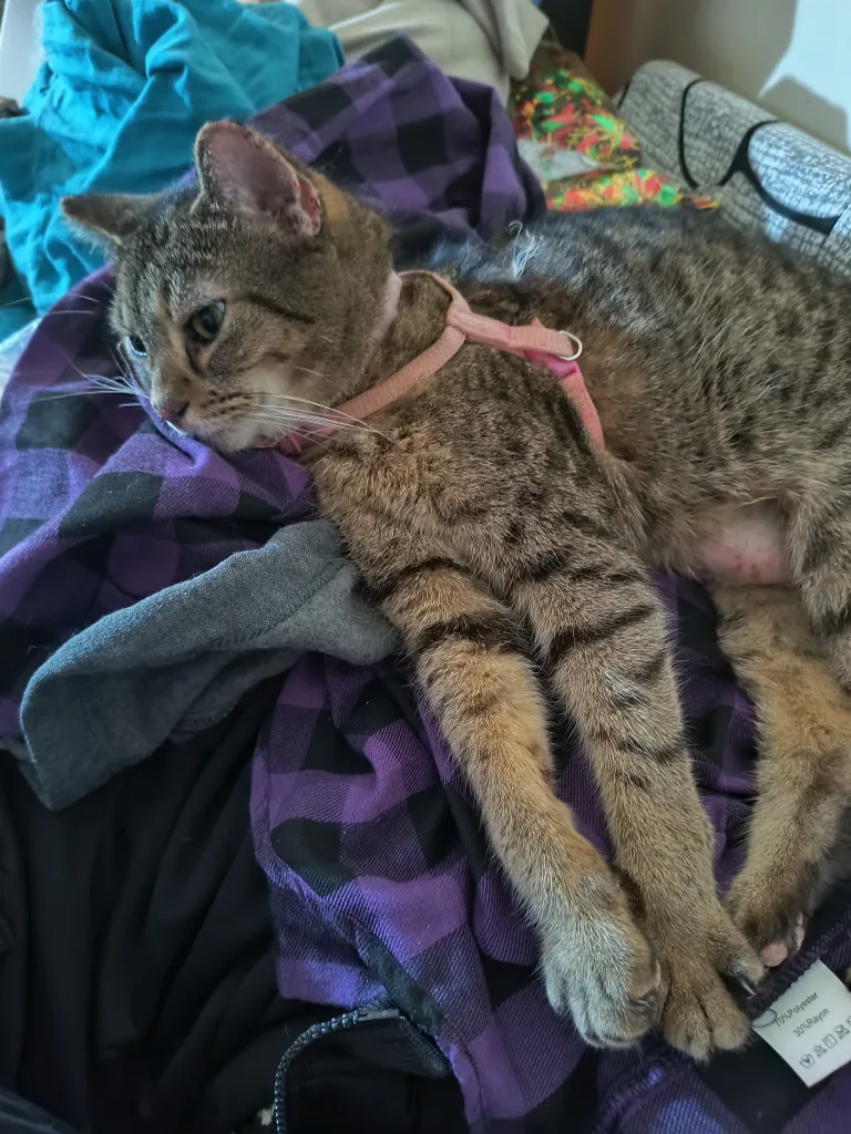 NorthShore GoSupreme Protective Underwear - Medium image indicator(8)