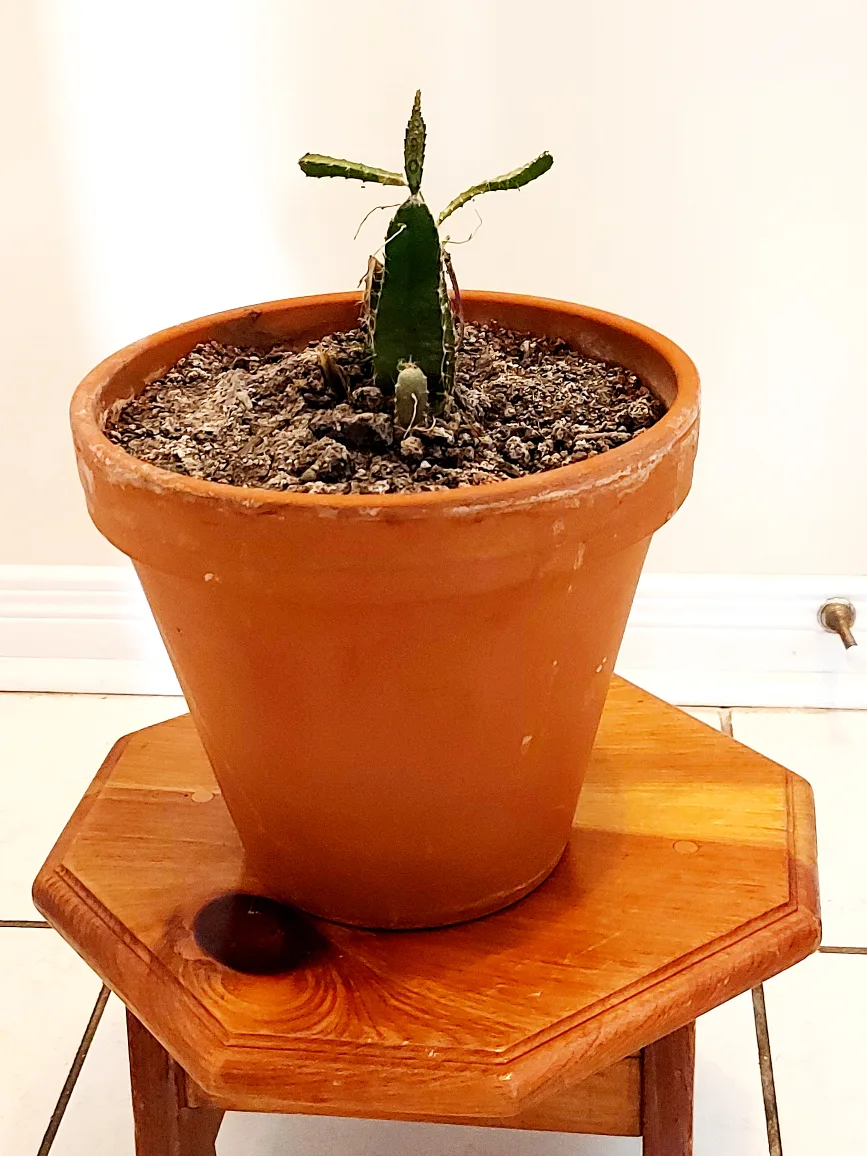 Christmas Cactus in Ceramic Pot image indicator(3)
