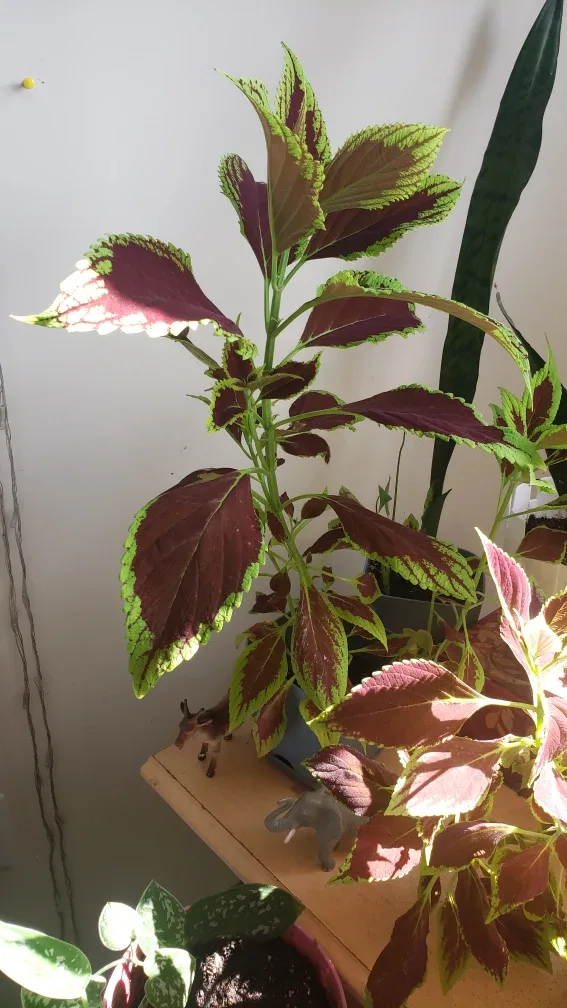 Live House Plants image indicator(6)