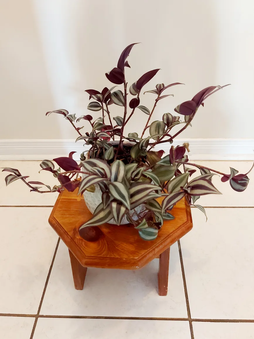 Tradescantia Zebrina Flower in Blue Heavy Planter image indicator(4)