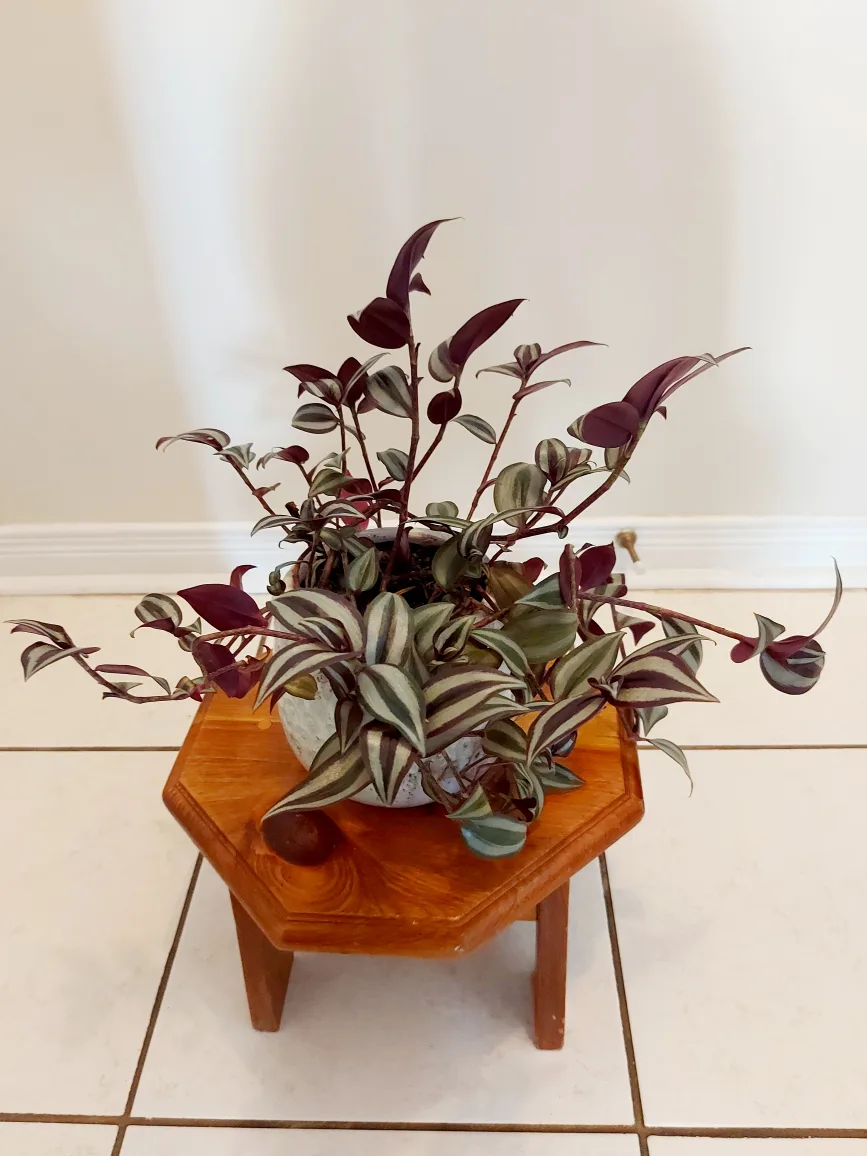 Tradescantia Zebrina Flower in Blue Heavy Planter image indicator(5)