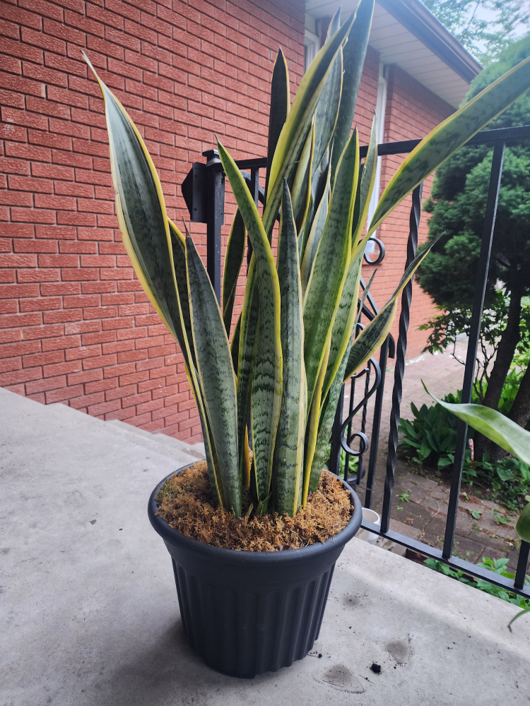 Snake Plant in Black Pot