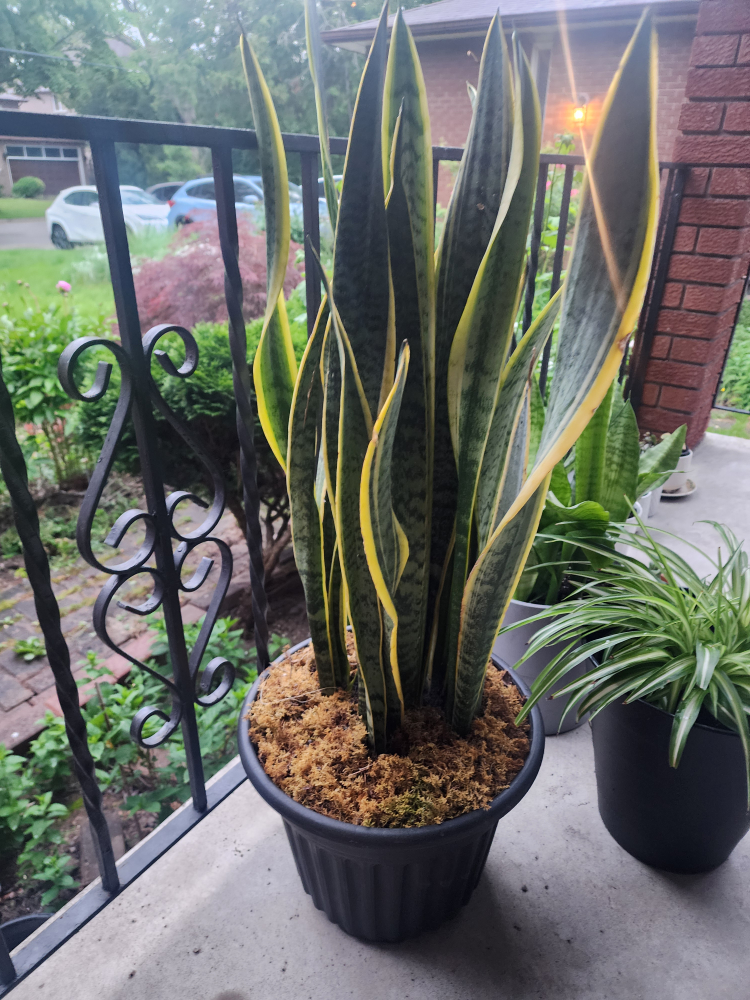 Snake Plant in Black Pot - photo 2
