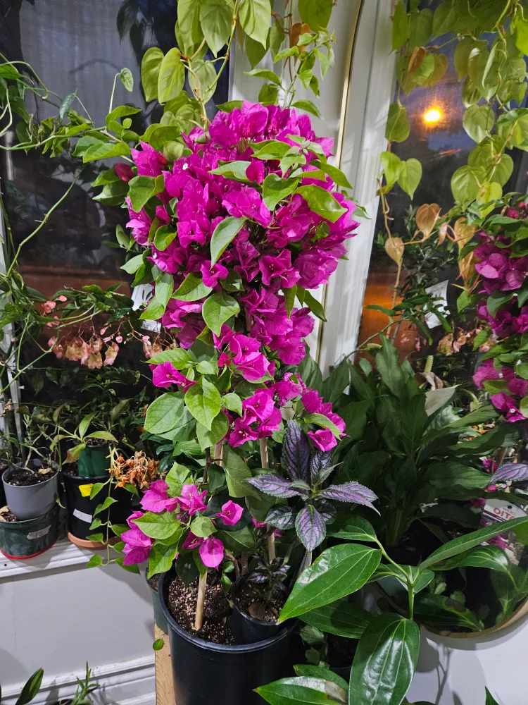 Bougainvillea thumbnail