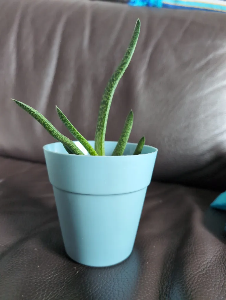 Healthy gasteria succulent in a blue pot thumbnail