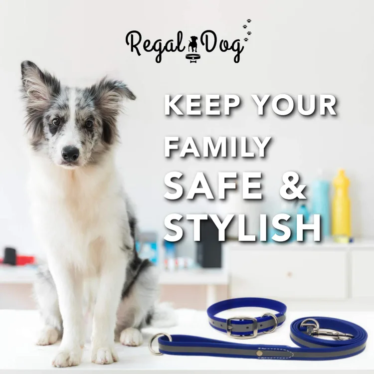 Reflective Collar and Leash Set - Size S image indicator(5)