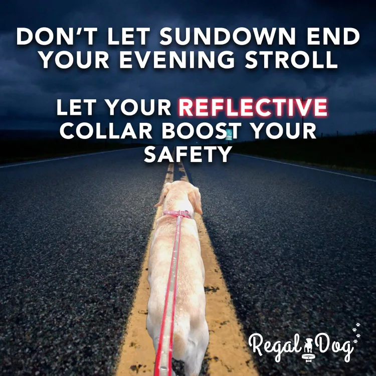 Reflective Collar and Leash Set - Size S image indicator(9)