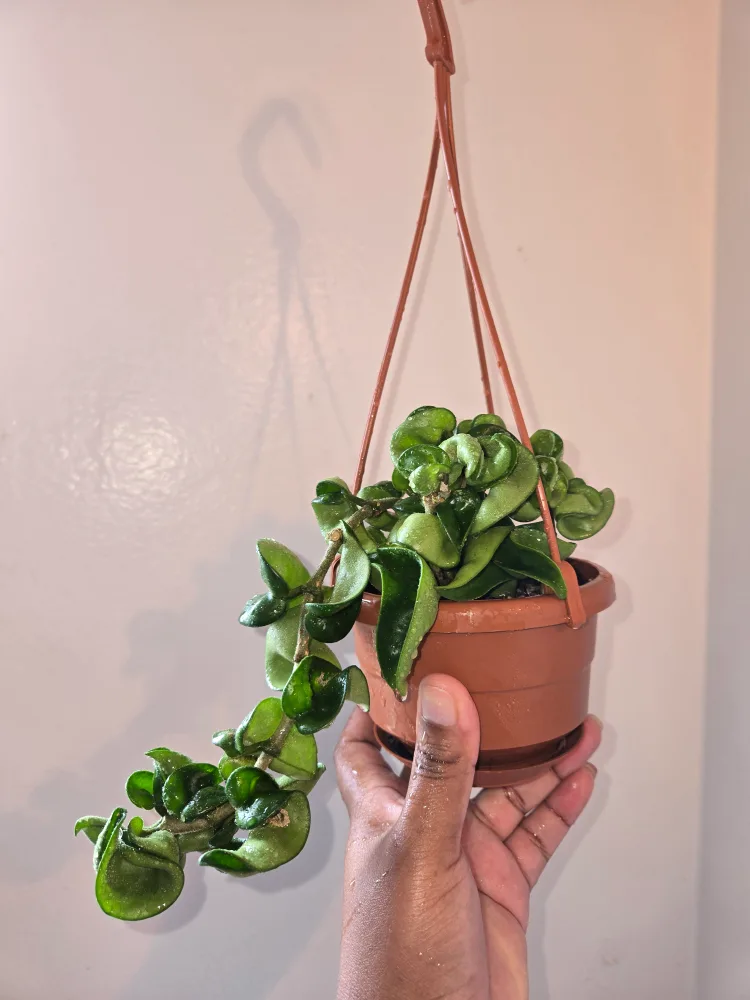Hanging Plant, hoya compacta🌿✨️🌸 thumbnail