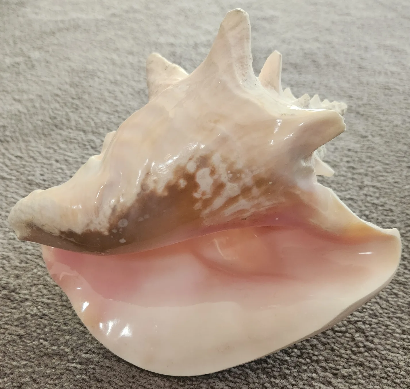 Large Conch Shell 💚🥕 image indicator(2)