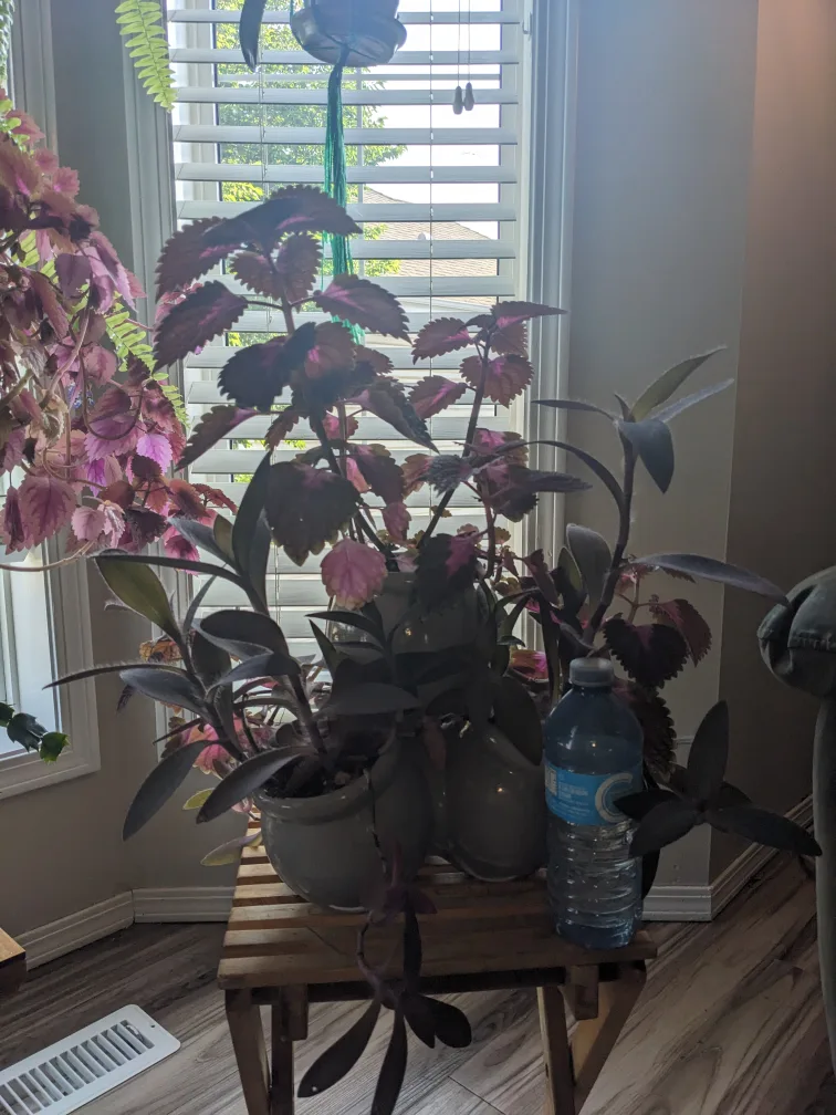 Tiered 4-in-1 Planter – Purple Heart + Coleus Combo thumbnail
