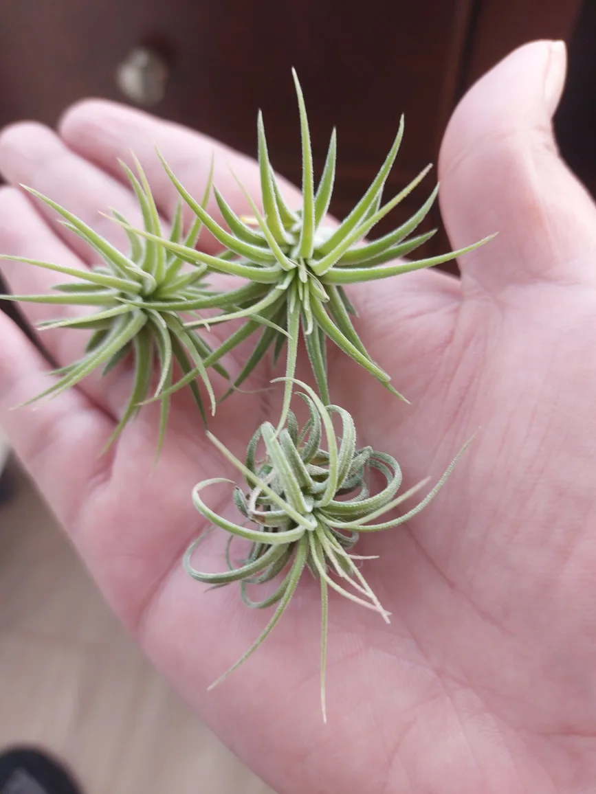 Air Plant pups image indicator(2)
