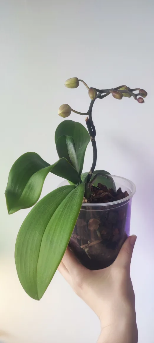 Orchid Plant image indicator(4)