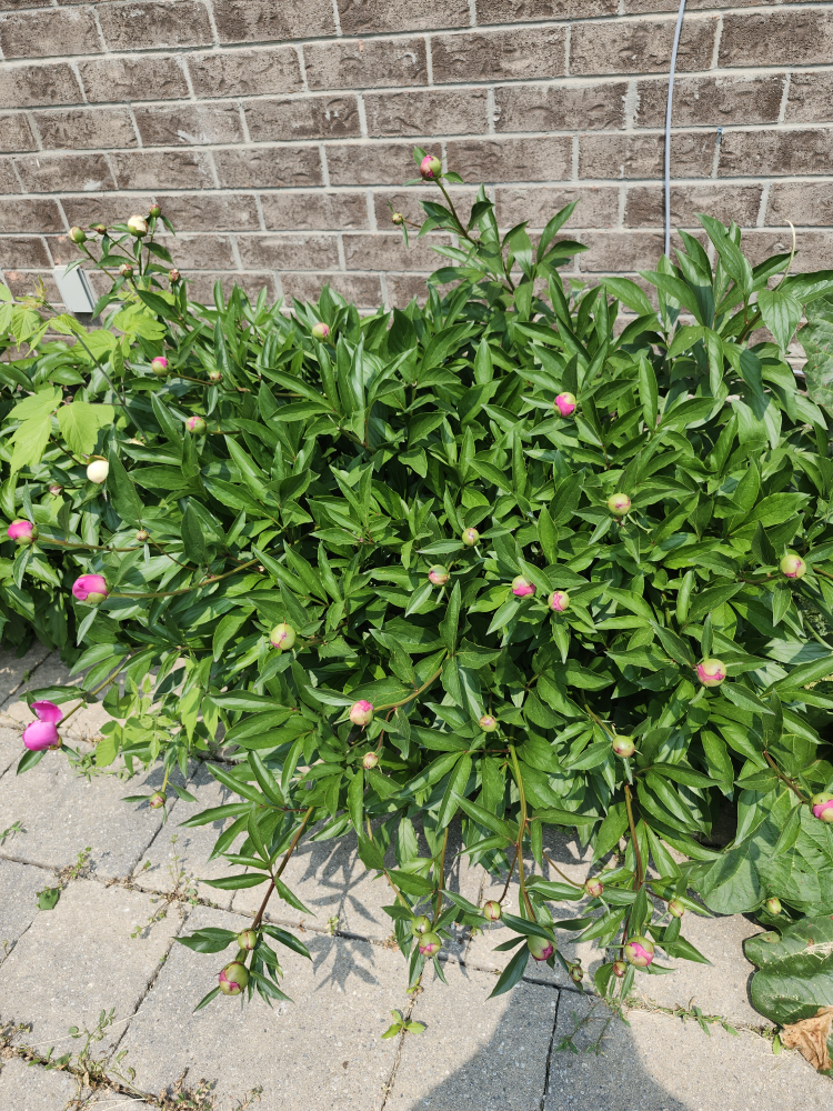 Fresh Peonies - photo 4