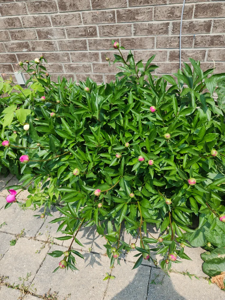 Fresh Peonies image indicator(4)