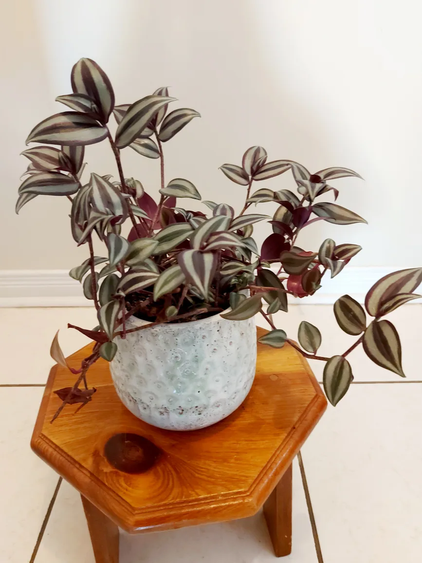 Tradescantia Zebrina Flower in Blue Heavy Planter image indicator(6)