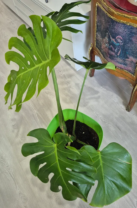 🔥🍀Hot deals 🍀🔥Monstera Plant with Green Pot image indicator(3)