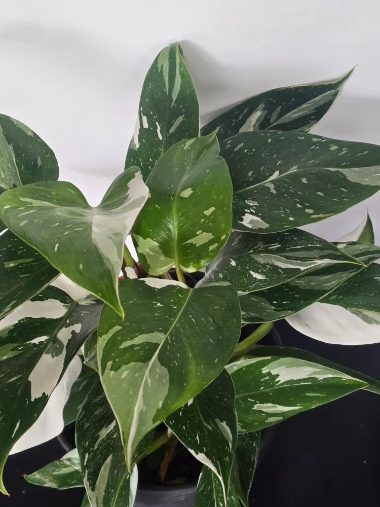 Philodendron White Princess Plant thumbnail