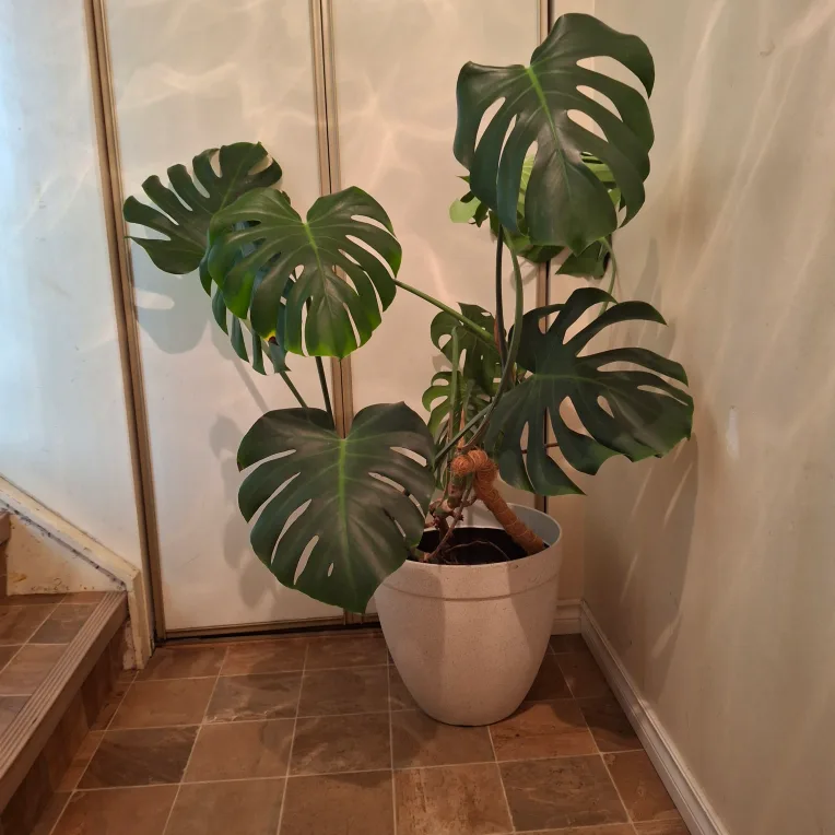 Monstera Plant image indicator(2)